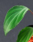 画像1: ホマロメナ<br>Homalomena sp. "Velvet Leaf" (1)