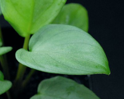 画像2: ホマロメナ Homalomena sp. "Silver Leaf" 