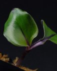 画像3: ゲオゲナンサス・キリアタス<br>Geogenanthus ciliatus "Ecuador" (3)