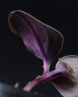 画像2: ゲオゲナンサス・キリアタス<br>Geogenanthus ciliatus "Ecuador" (2)