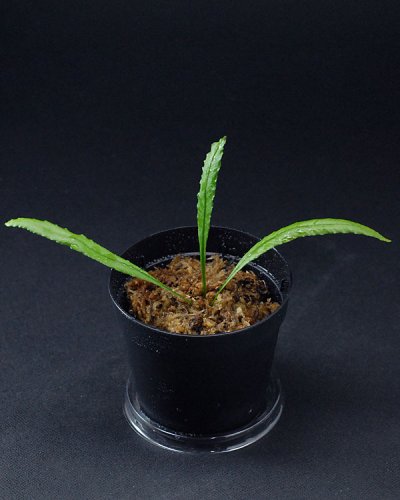 画像2: ミクロソリウム Microsorium sp. "Soft Leaf"