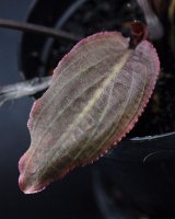 クリプトコリネ・スワイテシィ Cry. thwaitesii "Kottawa Forest" Red Type