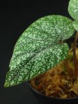 画像1: ベゴニア・バリアビリス<br>Begonia variabilis "Khao Luang" (1)