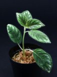 画像1: ラフィオカルパス <br>Raphiocarpus petelotii "Viet Nam" (1)