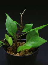 プテリドフィタ  Pteridophyta sp. "Ecuador"