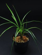 マパニア  Mapania sp. "Nanga pinoh"