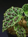 画像1: ベゴニア <br>Begonia sp. "kapuas hulu" (1)