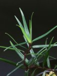 画像1: フレイキネティア <br>Freycinetia sp. Sumatera (1)