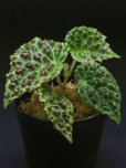画像2: ベゴニア <br>Begonia sp. "kapuas hulu" (2)