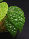 画像1: ベゴニア <br>Begonia microsperma (1)