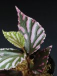 画像1: ベゴニア <br>Begonia sp. "Julau"（ぼっち株） (1)
