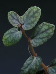 画像1: ペリオニア <br>Pellionia sp.  (1)