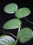 画像1: ラフィドフォラ <br>Rhaphidophora sp. "Nanga pinoh" 白葉 (1)