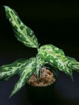 画像2: アグラオネマ <br>Aglaonema pictum tricolor "Sibolga SS" Lサイズ (2)