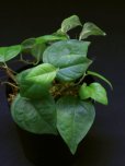 画像2: フィカス  <br>Ficus sp. "Sarawak" (2)