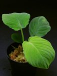 画像2: ホマロメナ <br>Homalomena.sp.Green  "Round Leaf" (2)