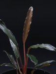 画像1: ホマロメナ <br>Homalomena sp. "Narrow Leaf Red" (1)