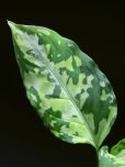 画像1: アグラオネマ <br>Aglaonema pictum tricolor "NIRVASH" Mサイズ (1)