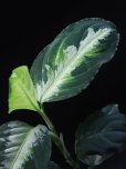 画像1: アグラオネマ <br>Aglaonema pictum tricolor "Tapanuli Tengah" MLサイズ (1)