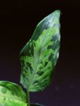 画像2: アグラオネマ <br>Aglaonema pictum tricolor "西スマトラ" Mサイズ (2)