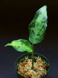 画像1: アグラオネマ <br>Aglaonema pictum tricolor "西スマトラ" Mサイズ (1)