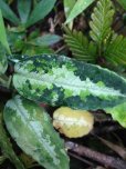 画像3: アグラオネマ <br>Aglaonema pictum tricolor "Tapanuli Tengah" MLサイズ (3)