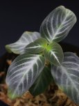 画像1: アカンサセアエ <br> Acanthaceae sp. "Kal.Barat" (1)