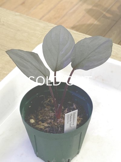 画像2: ホマロメナ  Homalomena sp. "Platinum Velvet" 