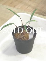 ホマロメナ  Homalomena sp. "Narrow Leaf" Sulawesi AS