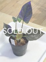 シンゴニウム  Syngonium cf.erythrophyllum Colombia