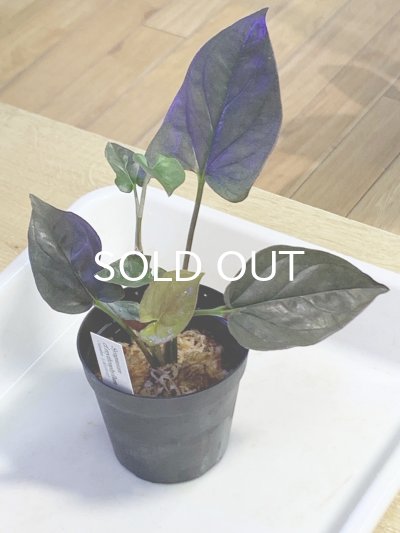 画像1: シンゴニウム  Syngonium cf.erythrophyllum Colombia