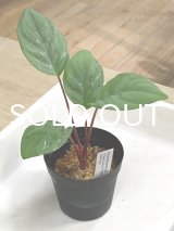 ホマロメナ  Homalomena sp. "Pearl Green Velvet" Pulau Lingga