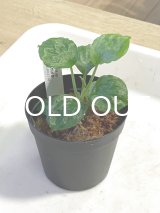 ホマロメナ  Homalomena sp. "Solok" 小型波葉 Sumatera