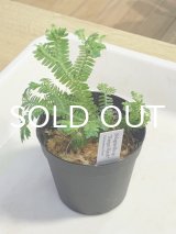 セラジネラ  Selaginella sp. "Nanga Pinoh" Kalimantan Barat