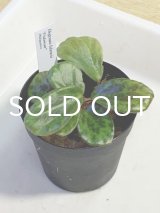 ベゴニア  Begonia blancii "Palawan" Philippines