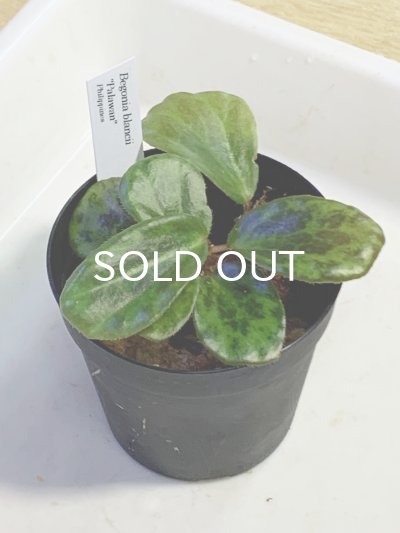 画像1: ベゴニア  Begonia blancii "Palawan" Philippines