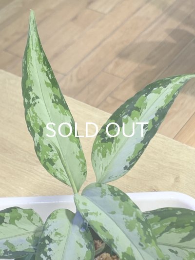 画像2: アグラオネマ  Aglaonema pictum Aceh S16
