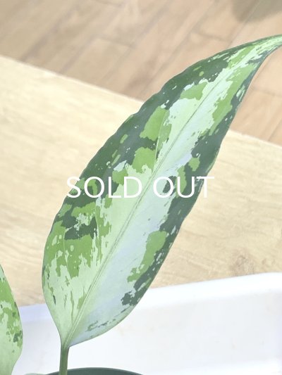 画像3: アグラオネマ  Aglaonema pictum Aceh S16