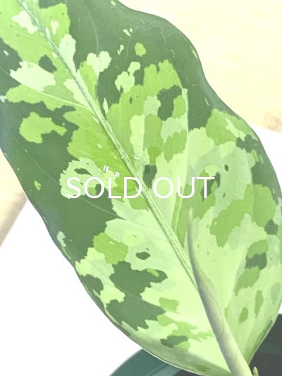 画像3: アグラオネマ  Aglaonema pictum Aceh S15