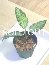 アグラオネマ  Aglaonema pictum Aceh S15