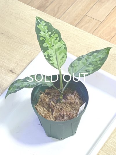 画像1: アグラオネマ  Aglaonema pictum Aceh S15