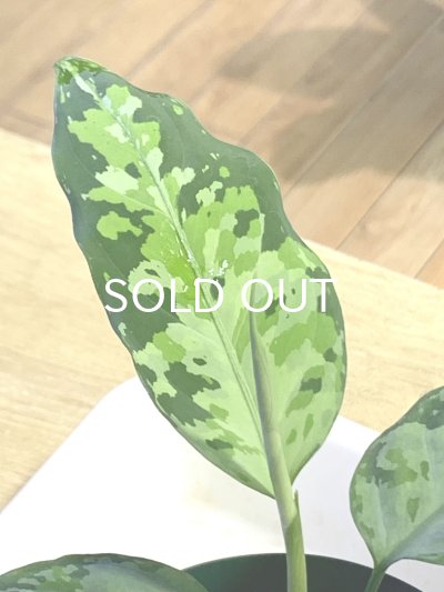画像2: アグラオネマ  Aglaonema pictum Aceh S15