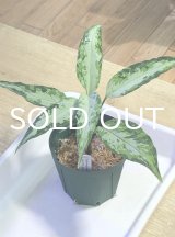 アグラオネマ  Aglaonema pictum Aceh S16