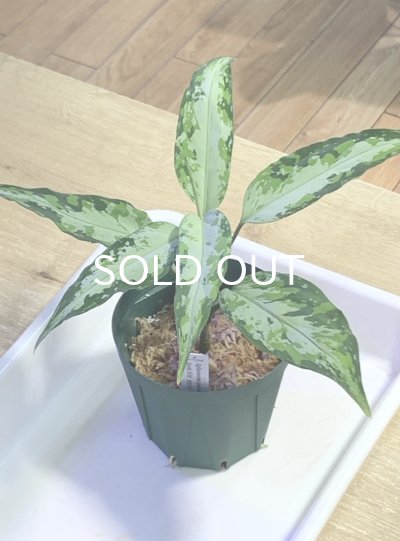 画像1: アグラオネマ  Aglaonema pictum Aceh S16