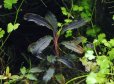 画像1: ブセファランドラ<br>Bucephalandra sp. "Kedagang"  (1)
