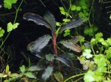 ブセファランドラ Bucephalandra sp. "Kedagang" 