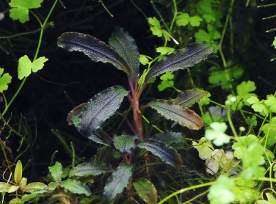 画像1: ブセファランドラ Bucephalandra sp. "Kedagang" Lサイズ