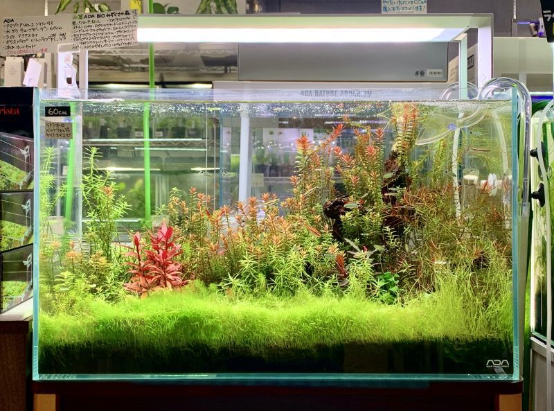 Ada キューブガーデン60をセットしてみた 水草 熱帯魚 熱帯植物 ネイチャーアクアリウム Nature