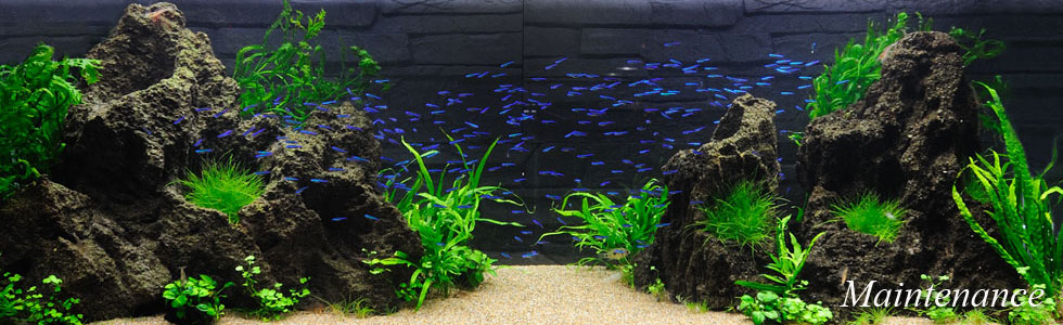 水槽メンテナンス