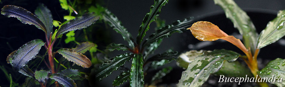 ブセファランドラ